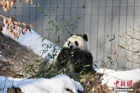 华盛顿动物园：大熊猫“宝力”“青宝”准备好与公众见面图片