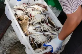 今年东海“第一捕”丰收返航，新鲜梭子蟹、竹节虾、条虾等进入市场图片