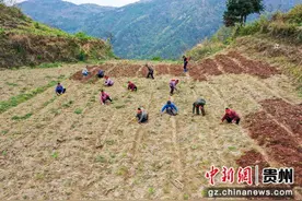 贵州剑河：黄精管护“抢春”忙图片