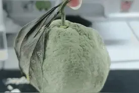 一个发霉橘子卖了上千元？图片