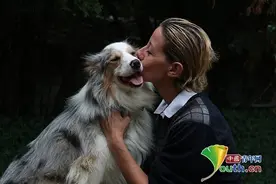土耳其布尔萨：聋哑牧羊犬学习手势指令图片