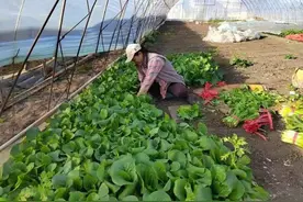 哈尔滨阿城区阿什河街道种蒜批菜扎笤帚 特色产业富乡亲图片
