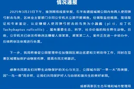 弹弓事件后续！男子用弹弓射击小鸊鷉 公安机关已传唤两人图片
