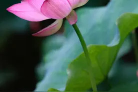美！听荷花低语的温柔图片