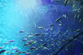 多景区免票、优惠！石家庄最新消息图片