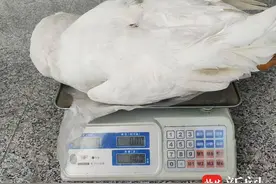 本想铁锅炖大鹅，鹅还没下锅人却被抓了图片