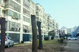 快20年的大树被砍得“光秃秃” 合肥相关部门已成立调查组介入调查图片