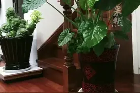 4岁男孩舔了一口滴水观音住进ICU， 医生：它全身有毒，不少人家里都有，无特效解药图片