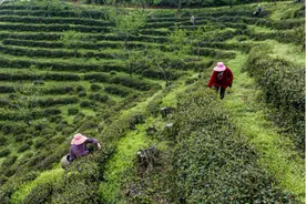 河南固始：上春山 采春茶图片