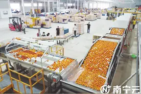 武鸣沃柑走俏市场 广西水果声名远播图片