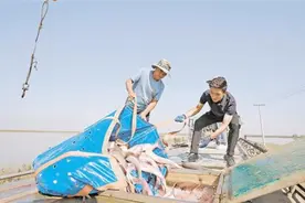 宁夏：让更多优质水产品“游”向千家万户图片