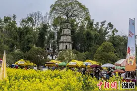 长沙茶亭油菜花 打翻大地调色板图片