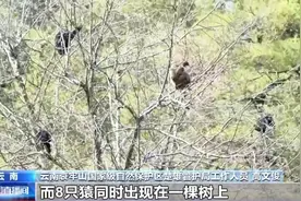 云南哀牢山现“八猿同框”奇观 长臂猿家族萌宝首秀图片