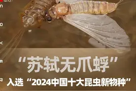 苏轼无爪蜉入选“2024中国十大昆虫新物种” 命名“苏轼”引争议，发现者：这是一种致敬｜封面头条图片
