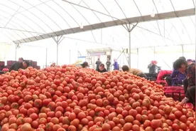 新春走基层|小小番茄别样“红”图片