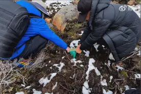 在阿坝海拔4500米的山上挖虫草视频封面