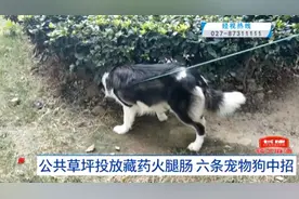 武汉一小区多只宠物狗接连死去！竟是因为……警方介入图片