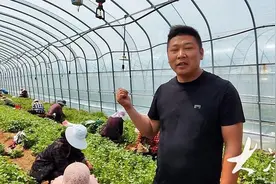 成活快，增产高，他的地瓜苗一年卖了1.3亿株图片