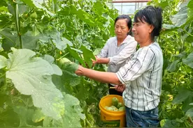 山西方山县花家坡村 香瓜丰收“有甜头”图片