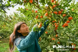 罗源县起步镇杭山村：砂糖橘产销两旺 果农笑开颜图片