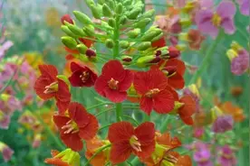 颜色多达70种！江西农大彩色油菜花上新图片