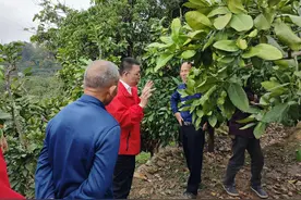 平和大溪：科技支撑与志愿服务助力蜜柚产业蓬勃发展图片