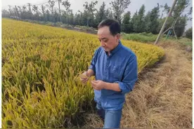 薄、脆、香！这一美味“上线”图片