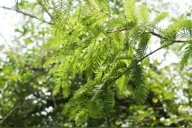 水杉：从化石中“复活”的孑遗植物图片