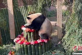 各地粉丝齐聚杭州动物园为“顶流”大熊猫庆生图片