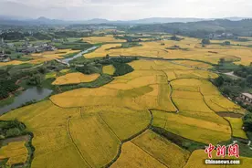 “桂中粮仓”风吹稻浪美如画卷图片