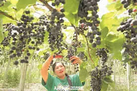 葡萄满枝头 产业有奔头图片