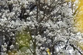 淄博花海“撩”心记！走进最美春天，浪漫升级不加价！图片