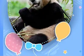 快来接“福”！旅韩归国大熊猫“福宝”正式亮相图片