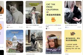 小红书都在交的“猫税”到底是个啥？图片