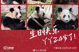 生日快乐！大熊猫“丫丫”今天24岁了图片