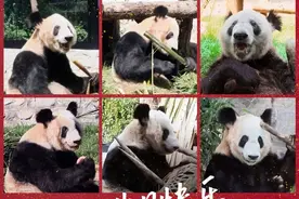 生日快乐！大熊猫“丫丫”今天24岁了图片
