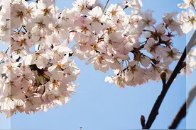 【瞰见】系列——湖北咸宁大幕山万亩野樱次第开图片