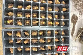 科技育苗助力“姜”山生金 永州双牌县虎爪姜穴盘育苗技术试验启动图片