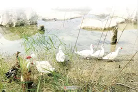 在阜阳岳家湖公园也能观赏黑天鹅啦图片