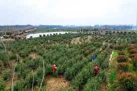 图说信阳｜唱着茶歌来采茶图片