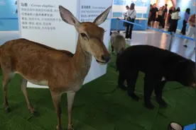 生鱼片还能吃吗？“舌尖上的寄生虫”科普展带来“开学第一课”图片