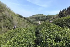 培训、食宿、车费全免 谷城县五山镇迎来万名外地采茶工图片