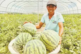 黄梅西瓜俏销九江图片
