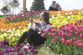 上海春色如许，繁华似锦图片