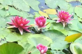 乌鲁木齐市南湖市民广场睡莲盛开图片