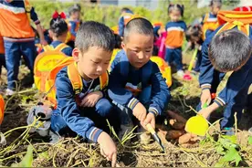 动手挖红薯 乐享丰收季图片