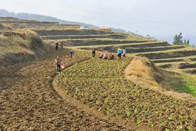 “应种尽种” 四川省达州市达川区农村秋种油菜田间忙图片
