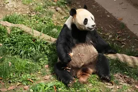 大熊猫“彤彤”突发疾病死亡！中国大熊猫保护研究中心公布死亡原因图片