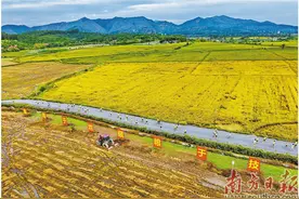 佛山高明 5000跑手在万亩稻田里畅快奔跑图片