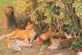 流浪猫变“团宠” 还被写入校本课程图片
